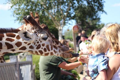 giraffe being fed at Colchester Zoo