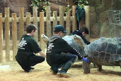 Giant Galapagos tortoises at ZSL London Zoo