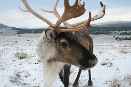 reindeer in snowy field