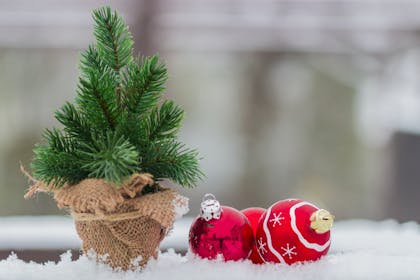 Mini pine Christmas tree next to red baubles 