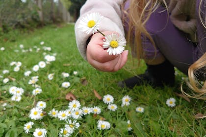 Girl picking daisies