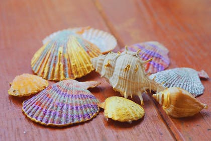 Shells painted with purple, blue and gold glitter