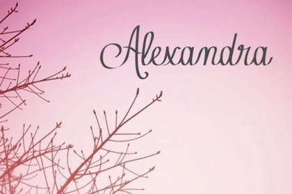 branches on pink background
