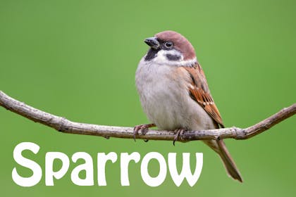Animal baby names - Sparrow