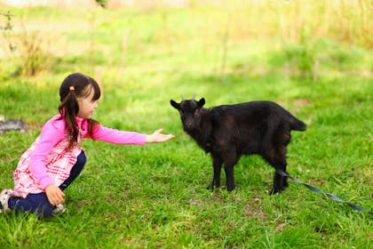 little girl with baby goat