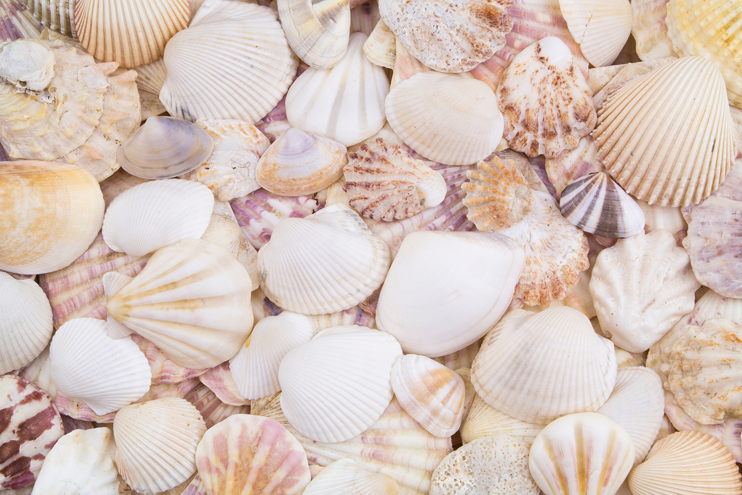 seashells by the seashore seashells by the seashore