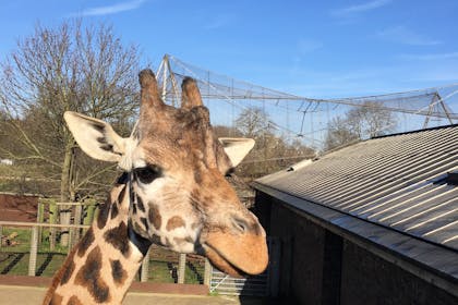 Up close with a giraffe: zookeeper experience at ZSL London Zoo