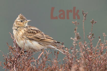 Animal baby names - Lark