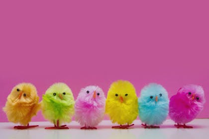 row of easter chicks