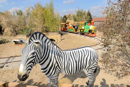 Mini train ride with zebra 
