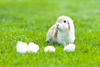 Rabbit with floppy ears on grass with Easter eggs