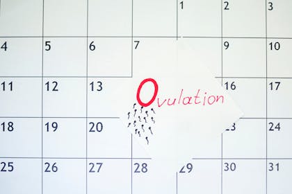 A calendar with a sticker with Ovulation written on it