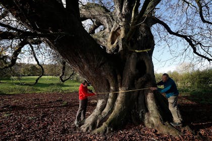 The Champion Horse Chestnut tree at Hughenden, Buckinghamshire