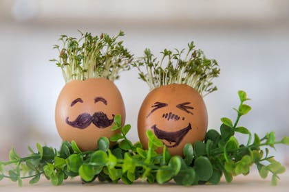 cress growing in two eggshells