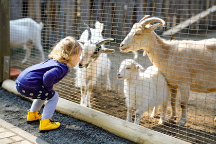 Little girl looking at goats at petting zoo