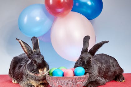 Easter rabbits with balloons and eggs