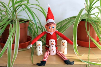Christmas Elf on the Shelf sitting between spider plants with marshmallow snowmen friends