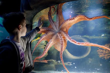 Boy touching large octopus through glass at aquarium