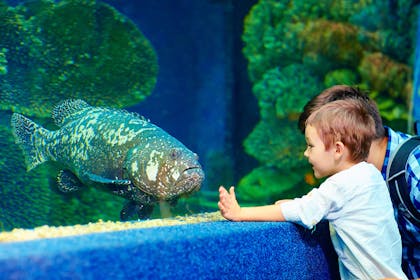 Boy and dad looking at big fish in aquarium