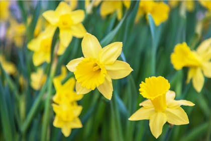 Yellow daffodils