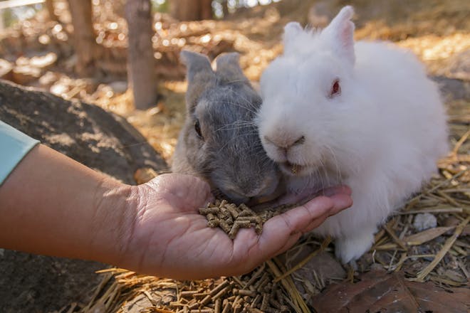 two rabbits being fed
