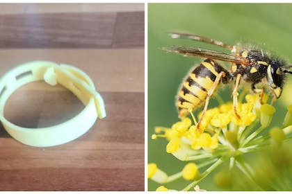 Wasp bracelet / wasp