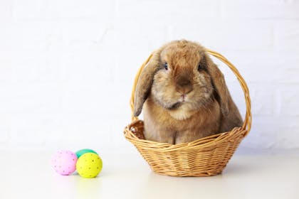 Easter bunny in a basket with Easter eggs