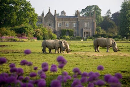 rhinos in front of house