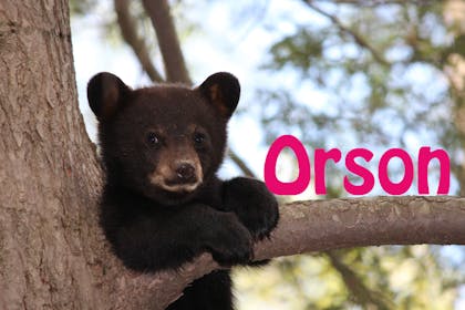 Animal baby names - Orson