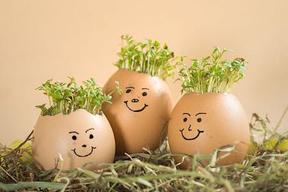 Three egg shells with faces on and cress hair
