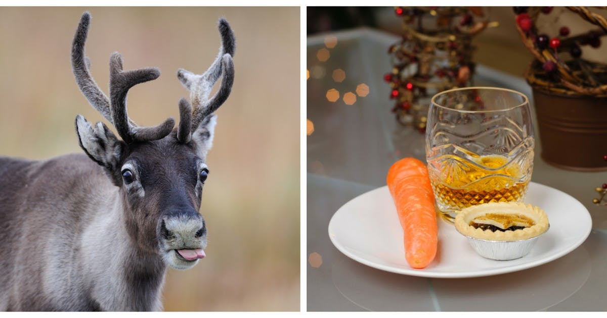 Why You Shouldn’t Leave Rudolph A Carrot On Christmas Eve Why You Shouldn’t Leave Rudolph A Carrot On Christmas Eve