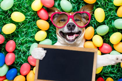 Smiling dog surrounded by colourful eggs