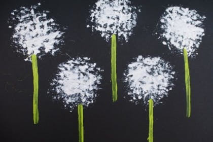 Dandelion seed head prints