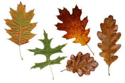 leaf collage