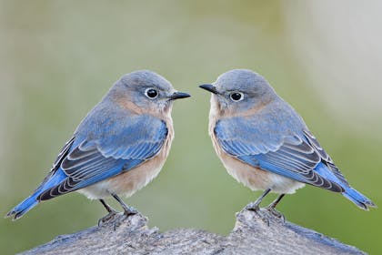 Two blue birds face each other on a branch