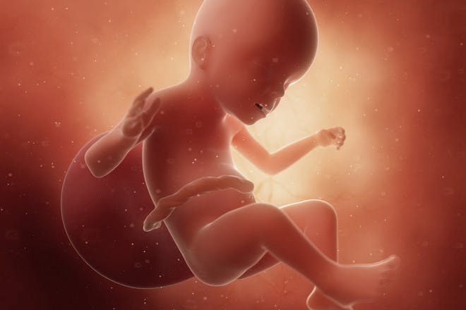 Baby in womb illustration
