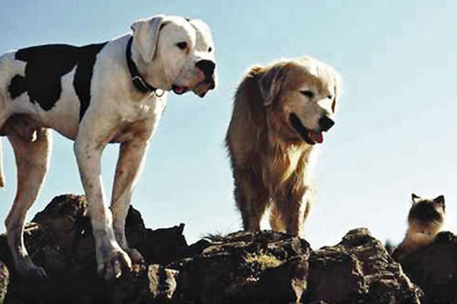 51. Homeward Bound: The Incredible Journey (1993)