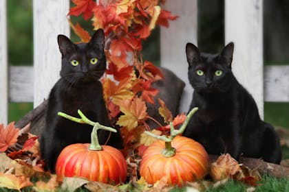 Two black cats sit by Halloween pumpkins and autumn leaves