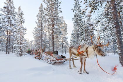 Reindeer pulling a sleigh in the snow 