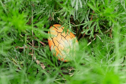 dinosaur egg hidden in undergrowth