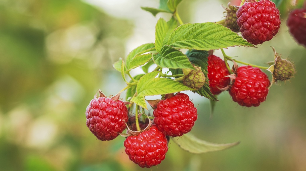 Peach and raspberry trifles recipe - Netmums