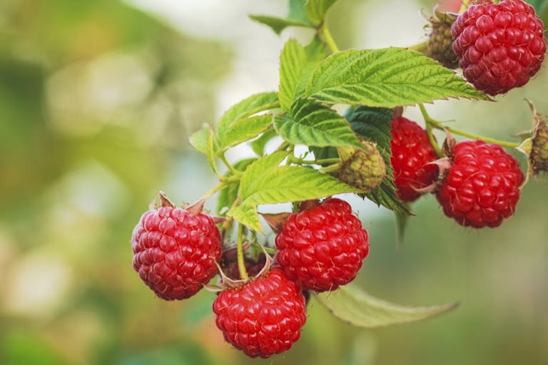 Peach and raspberry trifles recipe - Netmums