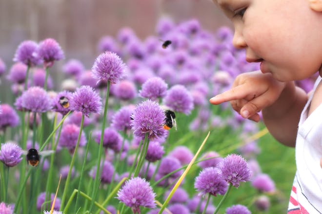 Toddler pointing at a bee on a purple plant