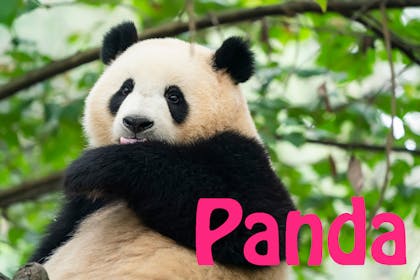 Animal baby names - Panda