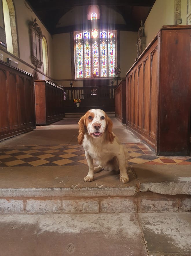 Woody the dog enjoying champing at St Andrew's in Wroxeter