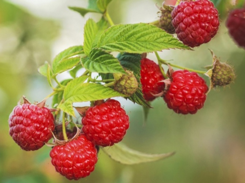 Can You Eat Raspberries When Pregnant? - Netmums