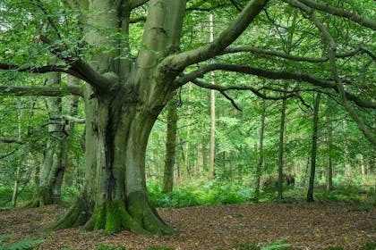 10. Miltonrigg Woods, Cumbria