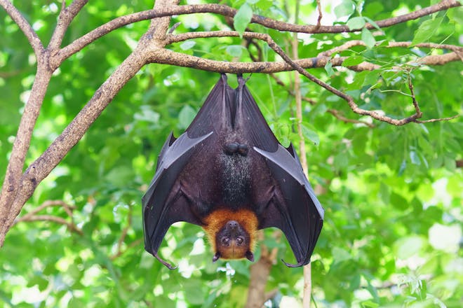 Fruit bat hanging from tree in jungle