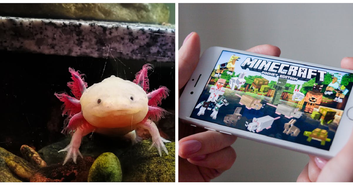 Minecraft Craze Sees Parents Warned Don T Buy Disease Carrying Fish For Xmas Netmums Minecraft Craze Sees Parents Warned Don T Buy Disease Carrying Fish For Xmas Netmums