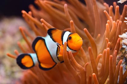 Orange fish in the coral reef
